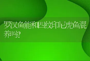 罗汉鱼能和四纹印尼虎鱼混养吗？