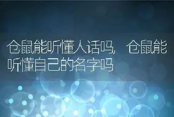 仓鼠能听懂人话吗，仓鼠能听懂自己的名字吗