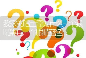 我家的哈士奇为什么一个眼睛黑色一个眼睛蓝色？