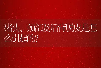 猪头、颈部及后背脱皮是怎么引起的？