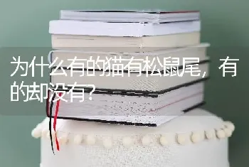 为什么有的猫有松鼠尾，有的却没有？