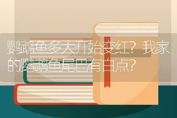 鹦鹉鱼多大开始变红？我家的鹦鹉鱼尾巴有白点？