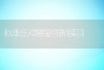 秋季蛋鸡需要强制换羽