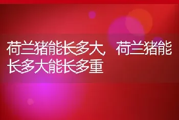 荷兰猪能长多大，荷兰猪能长多大能长多重