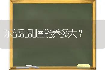 东部甜甜圈能养多大？