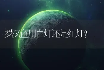 罗汉鱼用白灯还是红灯？