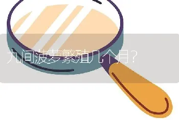 九间菠萝繁殖几个月？