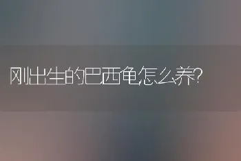 红肩金刚鹦鹉等级？