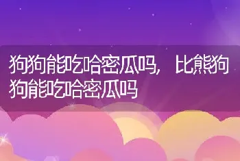 狗狗能吃哈密瓜吗，比熊狗狗能吃哈密瓜吗