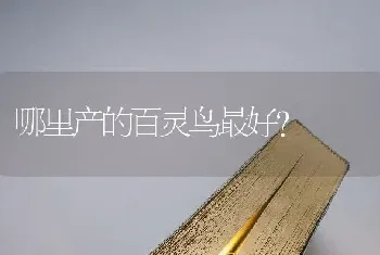 哪里产的百灵鸟最好？