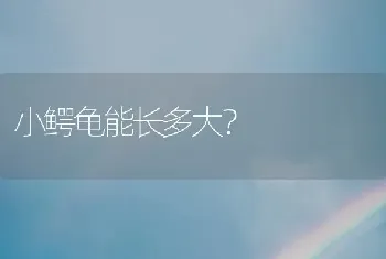 小鳄龟能长多大？