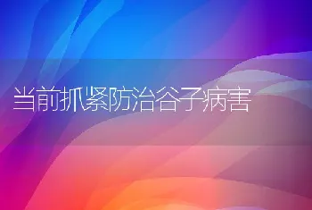 当前抓紧防治谷子病害