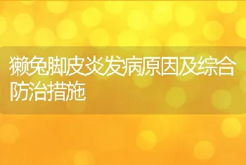 獭兔脚皮炎发病原因及综合防治措施