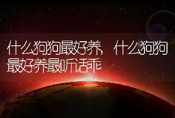 什么狗狗最好养，什么狗狗最好养最听话乖