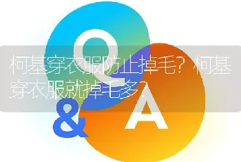 柯基穿衣服防止掉毛？柯基穿衣服就掉毛多？