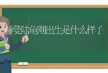 赫曼陆龟刚出生是什么样子？