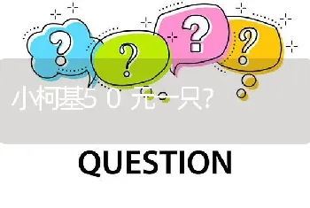 小柯基50元一只？