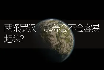 两条罗汉一起养会不会容易起头？