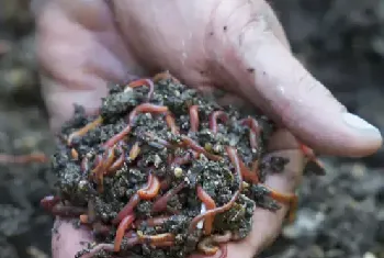 蚯蚓养殖不得不说的饲料饲养管理