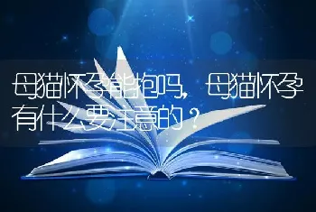 母猫怀孕能抱吗，母猫怀孕有什么要注意的？