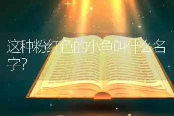 这种粉红色的小鱼叫什么名字？