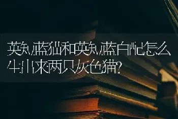 辽宁省大型犬标准？