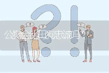 公狗会比母狗忠诚吗？