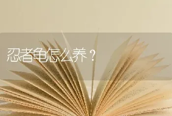 忍者龟怎么养？