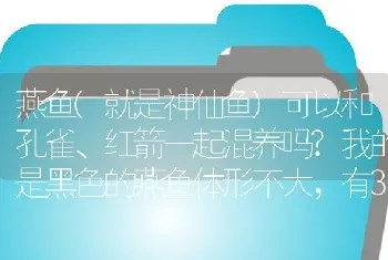 燕鱼(就是神仙鱼)可以和孔雀、红箭一起混养吗？我的是黑色的燕鱼体形不大，有3厘米？