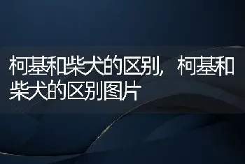 柯基和柴犬的区别，柯基和柴犬的区别图片