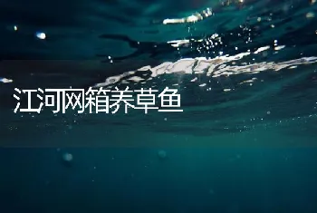 江河网箱养草鱼