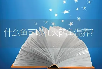 什么鱼可以和火鹤鱼混养？