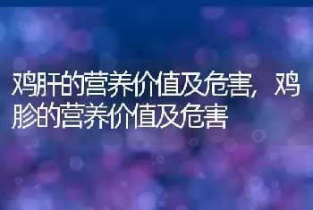 鸡肝的营养价值及危害，鸡胗的营养价值及危害