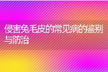 侵害兔毛皮的常见病的鉴别与防治