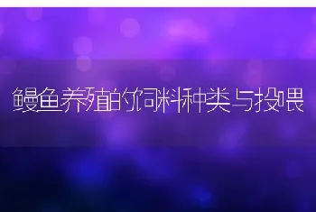 鳗鱼养殖的饲料种类与投喂