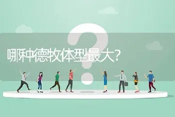 哪种德牧体型最大？