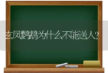 玄凤鹦鹉为什么不能送人？