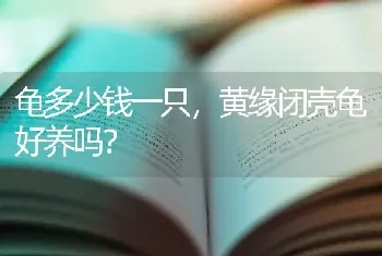 龟多少钱一只，黄缘闭壳龟好养吗？