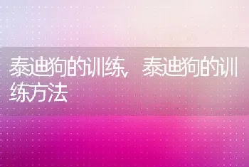 泰迪狗的训练，泰迪狗的训练方法