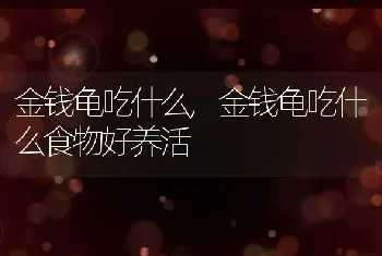 金钱龟吃什么，金钱龟吃什么食物好养活