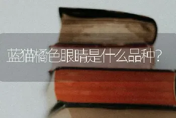 蓝猫橘色眼睛是什么品种？