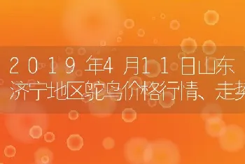 2019年4月11日山东济宁地区鸵鸟价格行情、走势