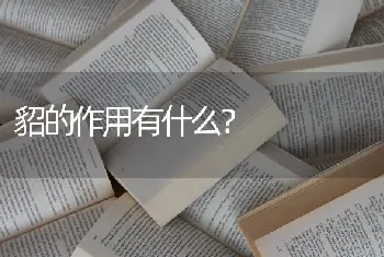 貂的作用有什么？