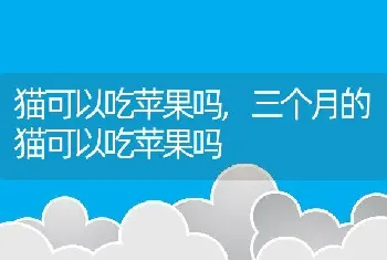 猫可以吃苹果吗，三个月的猫可以吃苹果吗