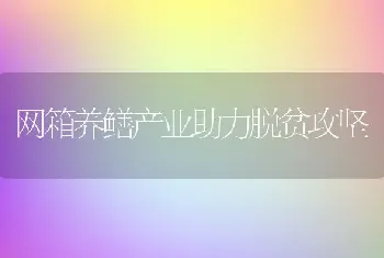 网箱养鳝产业助力脱贫攻坚