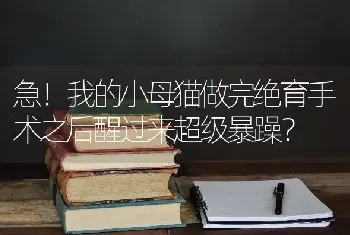 急！我的小母猫做完绝育手术之后醒过来超级暴躁？