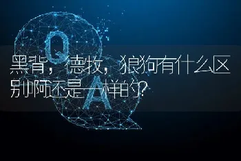 黑背，德牧，狼狗有什么区别啊还是一样的？