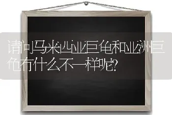 请问马来西亚巨龟和亚洲巨龟有什么不一样呢？