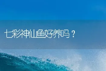 七彩神仙鱼好养吗？