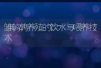 雏鹌鹑养殖的饮水与喂养技术